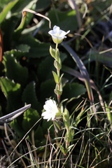 Cerastium viride