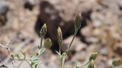Brickellia desertorum
