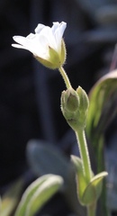 Cerastium viride