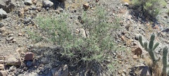 Brickellia desertorum