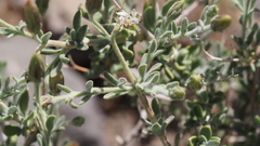 Brickellia desertorum