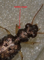 Asaphidion curtum