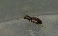 Asaphidion curtum