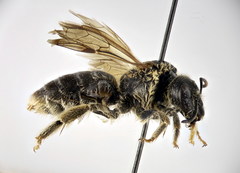 Halictus fumatipennis