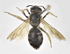 Halictus fumatipennis