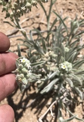 Oreocarya suffruticosa setosa