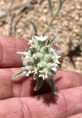 Oreocarya suffruticosa setosa