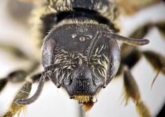 Halictus fumatipennis