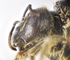 Halictus fumatipennis