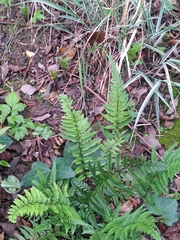 Polystichum luctuosum