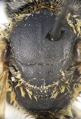 Halictus fumatipennis