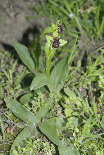 Ophrys bombyliflora image