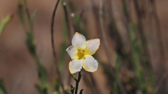 Menodora scabra glabrescens