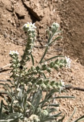 Oreocarya suffruticosa setosa
