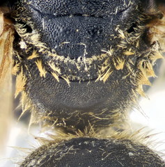 Halictus fumatipennis
