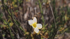 Menodora scabra glabrescens