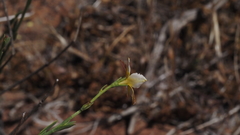 Menodora scabra glabrescens