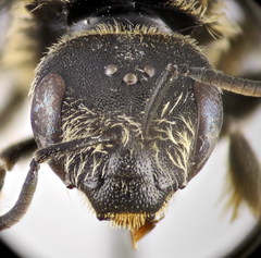 Halictus fumatipennis