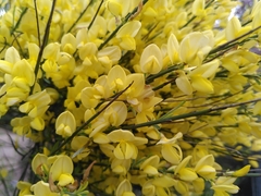 Genista cinerea