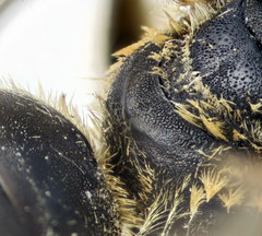 Halictus fumatipennis