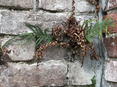Pteris vittata