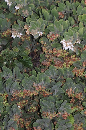 Green Supreme Manzanita fruiting