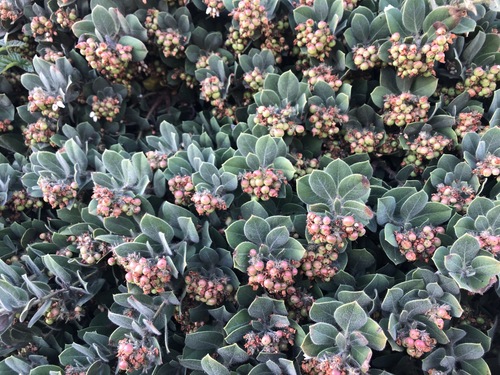 Green Supreme Manzanita