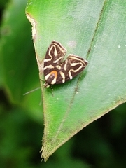 Hemerophila albertiana