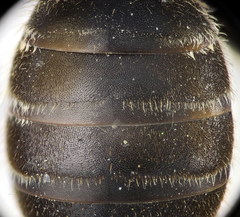 Halictus fumatipennis