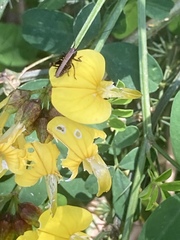Hippocrepis emerus emeroides