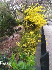 Genista cinerea