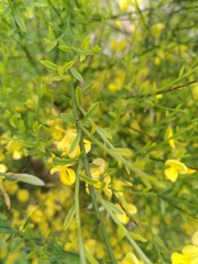 Genista cinerea