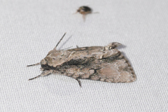 Acronicta connecta