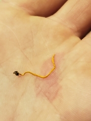 Sulzbacheromyces caatingae