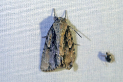 Acronicta connecta