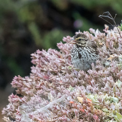 Passerculus sandwichensis beldingi