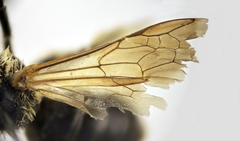 Halictus fumatipennis