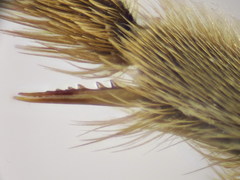 Halictus fumatipennis