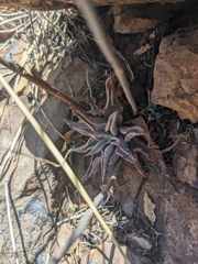Echeveria strictiflora