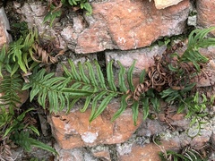 Pteris vittata