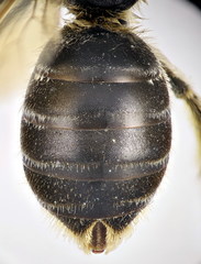 Halictus fumatipennis