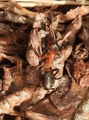 Formica sanguinea