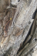 Yakuhananomia bidentata