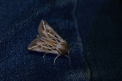 Dargida lithophilus