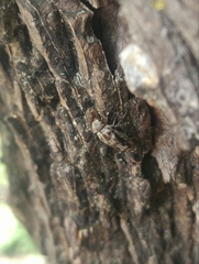 Yakuhananomia bidentata