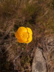 Ranunculus paludosus