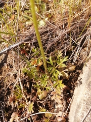 Ranunculus paludosus