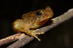 Phrynobatrachus krefftii