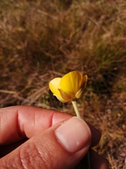 Ranunculus paludosus