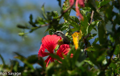 Coereba flaveola bananivora